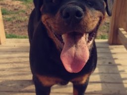 Nala