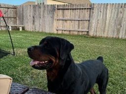 Tyson