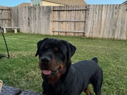 Tyson 08OCT24